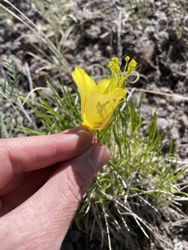 Calochortus aureus, photograph 4