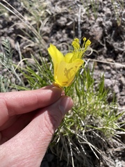 Calochortus aureus, photograph (c) Martin Purdy, some rights reserved (CC BY)