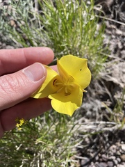 Calochortus aureus, photograph (c) Martin Purdy, some rights reserved (CC BY)
