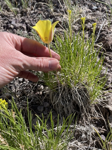 Calochortus aureus, photograph 6
