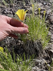 Calochortus aureus, photograph (c) Martin Purdy, some rights reserved (CC BY)