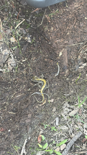 iNaturalist observation photo of Long-toed Salamander