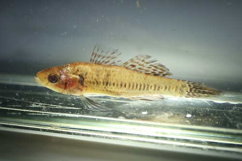 Sleeper goby (Dormitator lebretonis) — Eleotridae — 2
