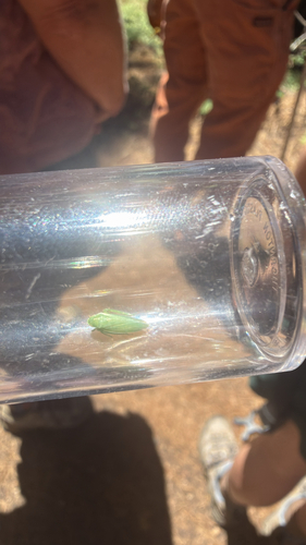 iNaturalist observation photo of Gyponana angulata