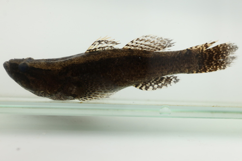 Striped sleeper (Eleotris vittata) — Eleotridae — 4