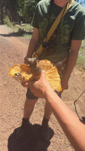 iNaturalist observation photo of Giant Sawgill