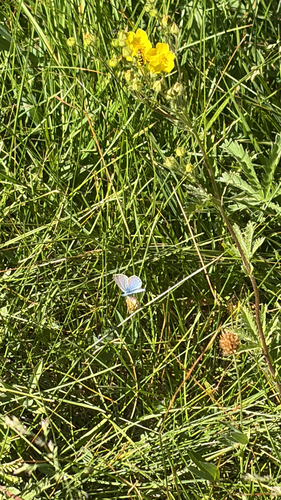 iNaturalist observation photo of Silvery Blue