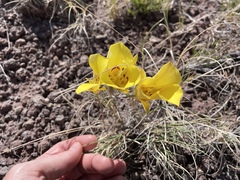 Calochortus aureus