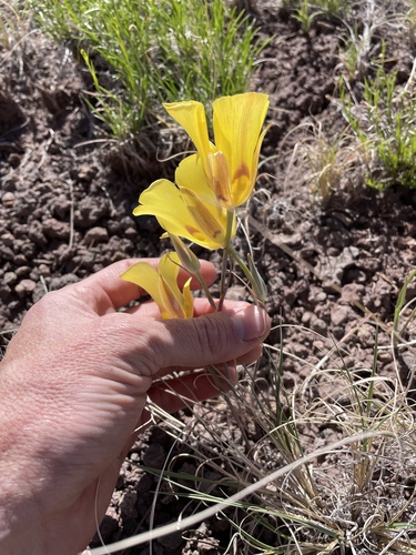 Calochortus aureus, photograph 1