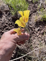 Calochortus aureus, photograph (c) Martin Purdy, some rights reserved (CC BY)