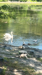 Mute Swan