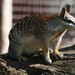 Numbats - Photo (c) Matthias Liffers, some rights reserved (CC BY-NC-SA)