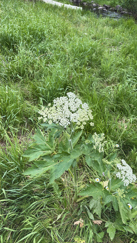 iNaturalist observation photo of common cowparsnip