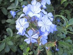 Plumbago auriculata