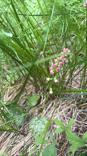 iNaturalist observation photo of bog wintergreen