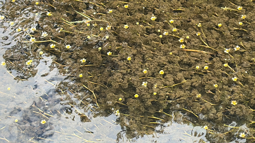 iNaturalist observation photo of Water-crowfoots