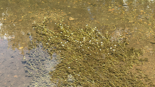 iNaturalist observation photo of flowering plants