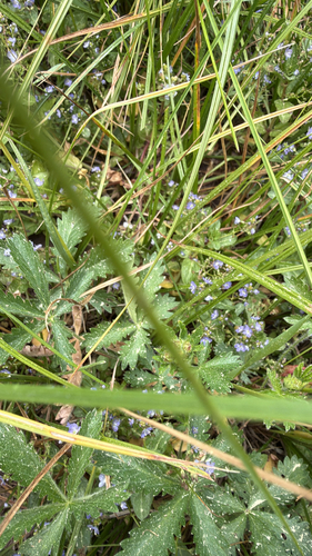 iNaturalist observation photo of Plantain Family