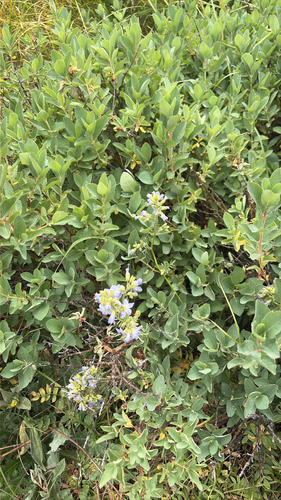 iNaturalist observation photo of Dicots
