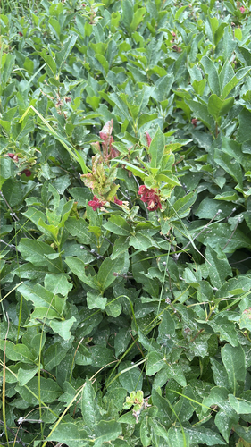 iNaturalist observation photo of twinberry honeysuckle