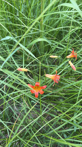 iNaturalist observation photo of Sierra Tiger Lily