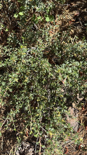 iNaturalist observation photo of Antelope Bitterbrush