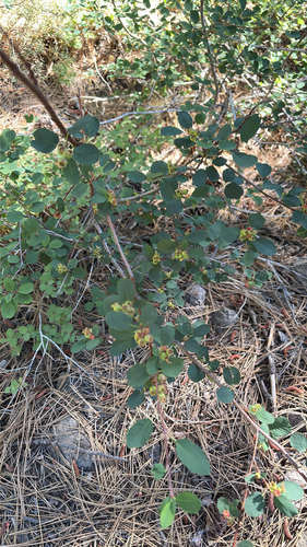 iNaturalist observation photo of Amygdaloideae