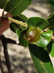 Callirhytis perfoveata