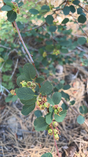 iNaturalist observation photo of Utah Serviceberry