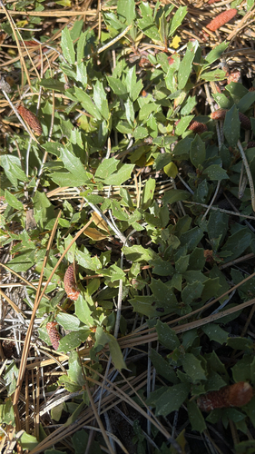 iNaturalist observation photo of Mahala mat