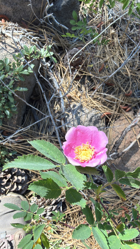 iNaturalist observation photo of Woods' rose