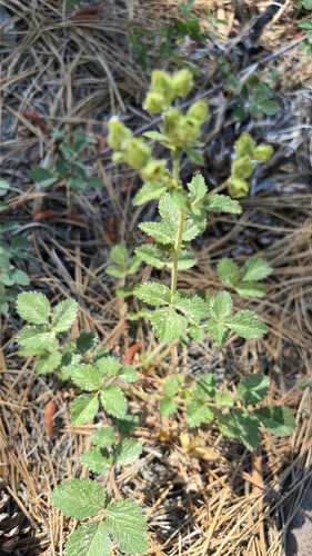 iNaturalist observation photo of sticky cinquefoil