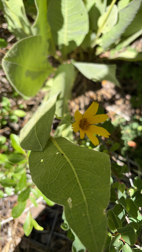 iNaturalist observation photo of woolly mule's ears