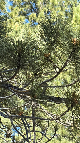 iNaturalist observation photo of Jeffrey pine