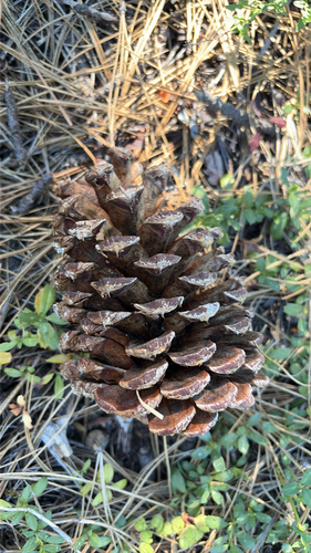 iNaturalist observation photo of Jeffrey pine