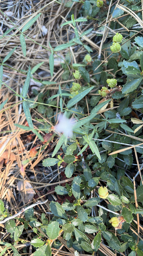 iNaturalist observation photo of milk kelloggia