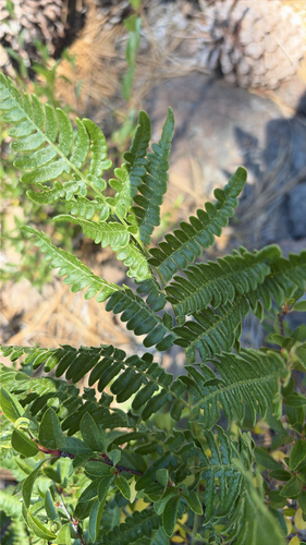 iNaturalist observation photo of common bracken