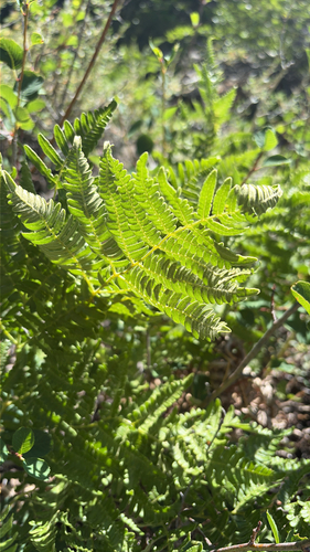 iNaturalist observation photo of Polypodiales
