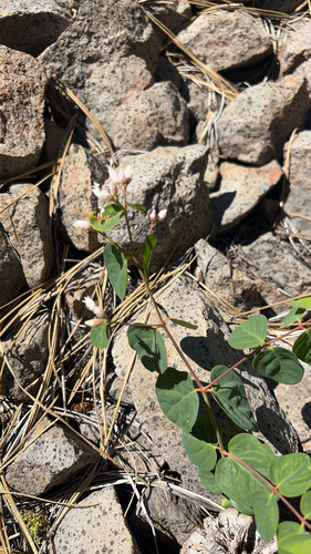 iNaturalist observation photo of spreading dogbane