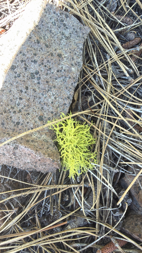 iNaturalist observation photo of wolf lichen
