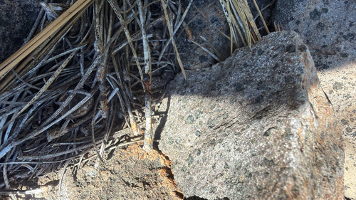iNaturalist observation photo of Ants