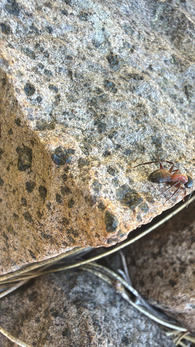 iNaturalist observation photo of Bicolored Carpenter Ant
