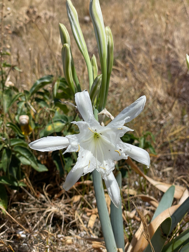 Sea Daffodil