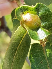 Callirhytis perfoveata