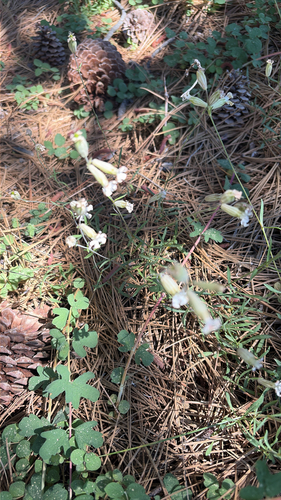 iNaturalist observation photo of Douglas' Catchfly