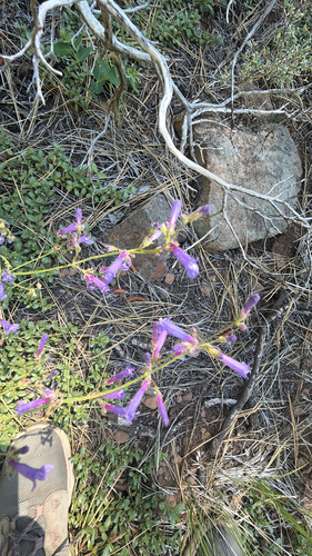 iNaturalist observation photo of beardtongues