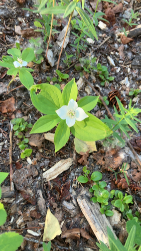 Canadian bunchberry
