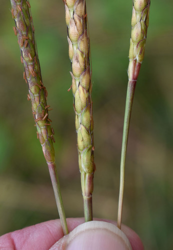 Ischaemum rugosum iNat (2)