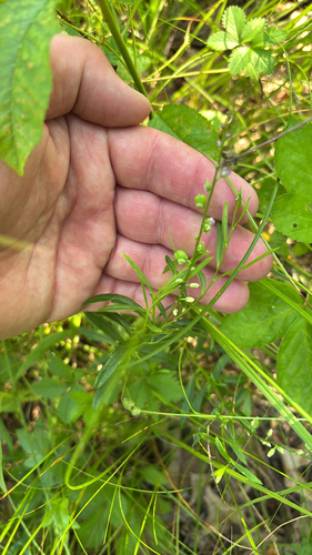 iNaturalist observation photo of racemed milkwort