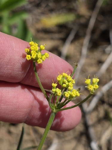 Lomatium triternatum observed 2026-06-28